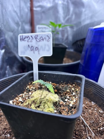 first grow in new 2x2 — seedling_rooting, day 16