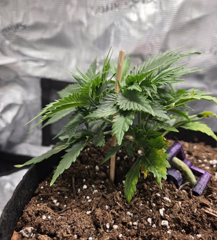 August Grow — seedling_rooting, day 37