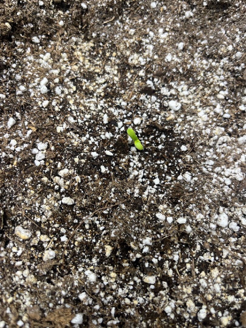 Autoskunk and OG Kush