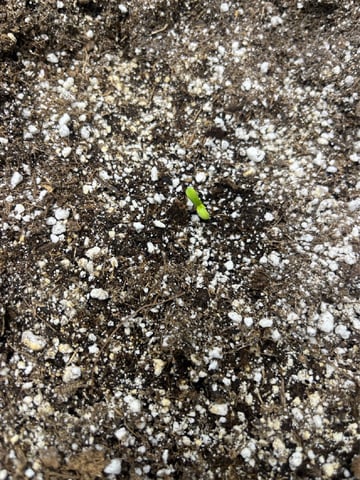 Autoskunk and OG Kush — seedling_rooting, day 1