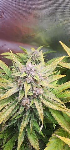 FastBuds Trainwreck Auto — flower, day 70