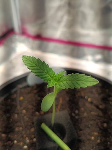 OG KUSH — germination, day 7