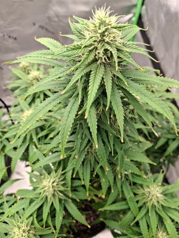 Do Si Dos -Cookies — flower, day 95
