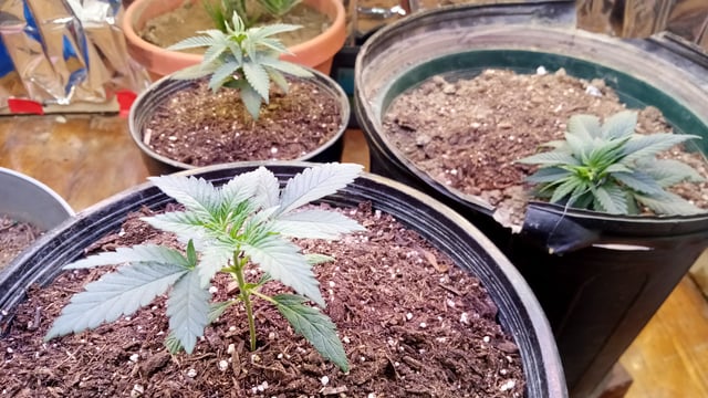 Jack hearer/Jack the ripper? — vegetative, day 37