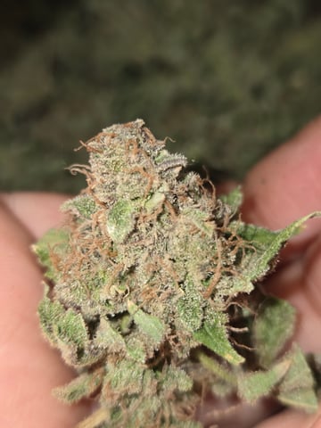 Special Queen 1 Fem+ Watermelon Auto