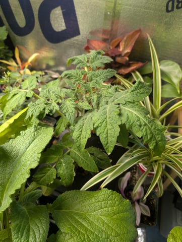 See what grows — vegetative, day 240