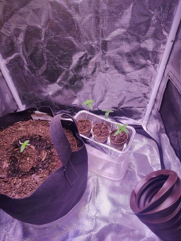 Pcsmoker99  — seedling_rooting, day 11