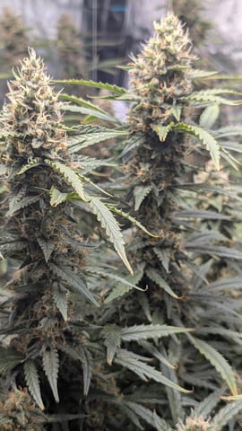 Strawberry Cheesecake Seedsman Seeds Autoflowers x2 — flower, day 86