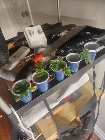 Mainely Genetics Micro Pheno Hunt — vegetative, day 82
