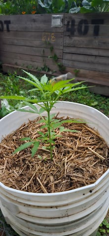 girl scout cookies (auto) — flower, day 36