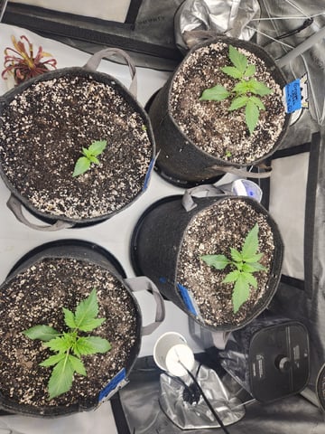 Mephisto's Flava Flav (Grape Crush x Guava Fig) — seedling_rooting, day 19