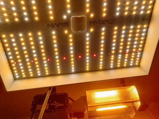 autos — germination, day 63