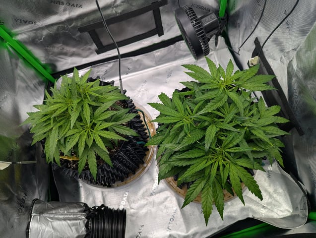 Titan F1 grow  — vegetative, day 36