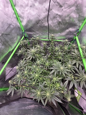 Photo's — flower, day 23