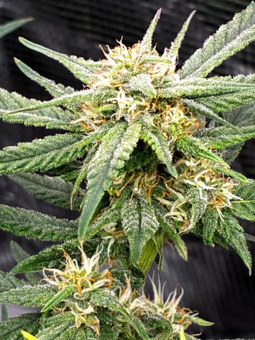 Blueberry critical kush x purple peyote wifi  and one L.a kush cake . — flower, day 59