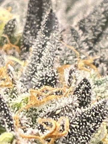 Phx_Freedom — flower, day 174