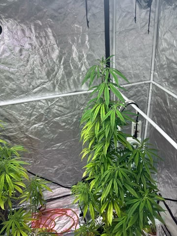 two clones and sour diesel  — flower, day 33