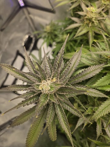 First Indoor Grow — flower, day 119