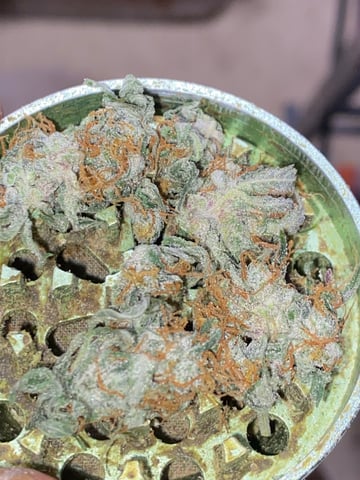 Auto Run #1 2025-2026 — harvest, day 101