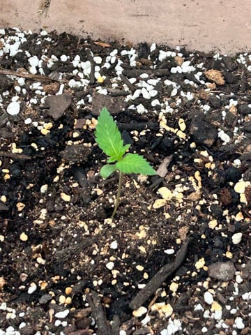 White Widow Twins — seedling_rooting, day 12