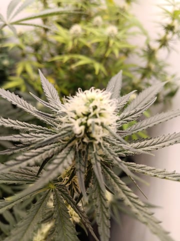 Indoor Closet Grow — flower, day 72