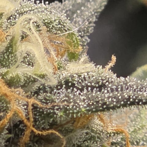 Purple Haze Auto — flower, day 71