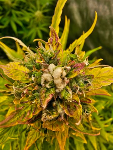 bubblegum  — flower, day 25