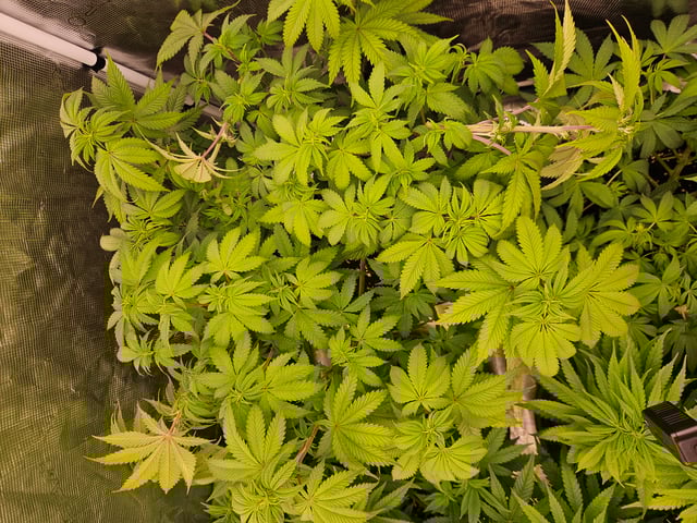 Double Trouble  — flower, day 55