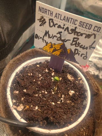 Brainstorm X Murder Biscuits — seedling_rooting, day 1