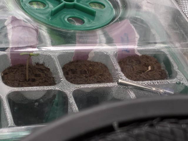 Pheno Hunt? — seedling_rooting, day 20