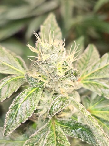 NUMERO UNO — flower, day 21