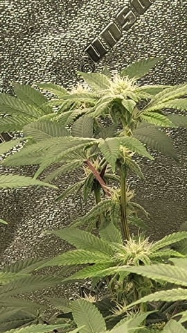 1st grow indoors(cardboard box to 2x2x4 to 5x5x6) — flower, day 107