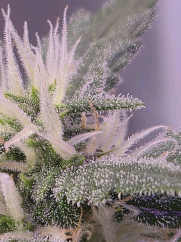 I'll get it right — flower, day 73