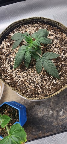 El Chemi Kiwi autoflower  — vegetative, day 13