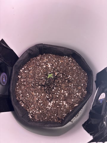 My First Grow — seedling_rooting, day 6