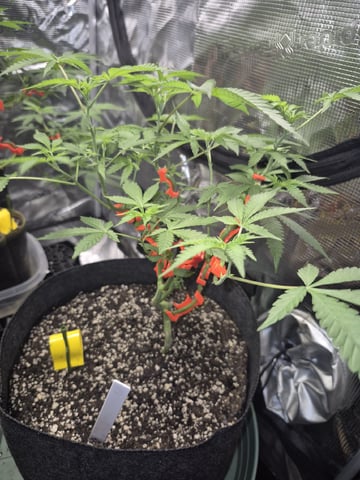 Grow 1 2026 Gelato Rainbow Sherbert  — vegetative, day 58