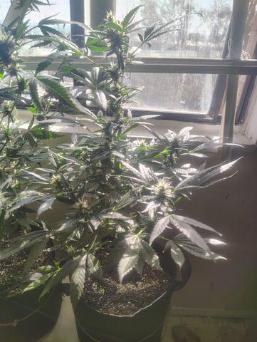 3 in flower — flower, day 21