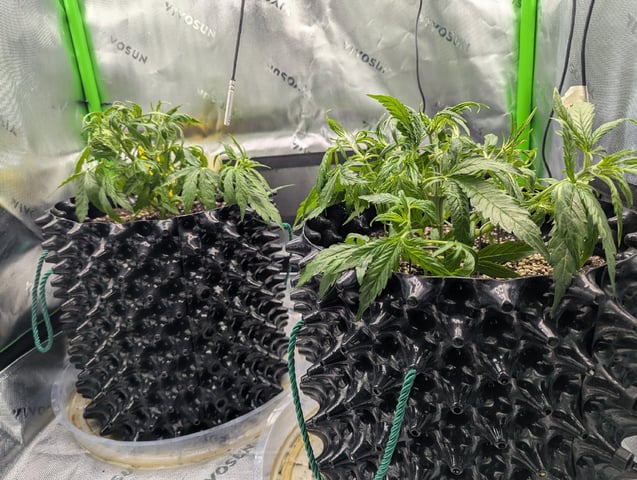 Titan F1 grow  — vegetative, day 32