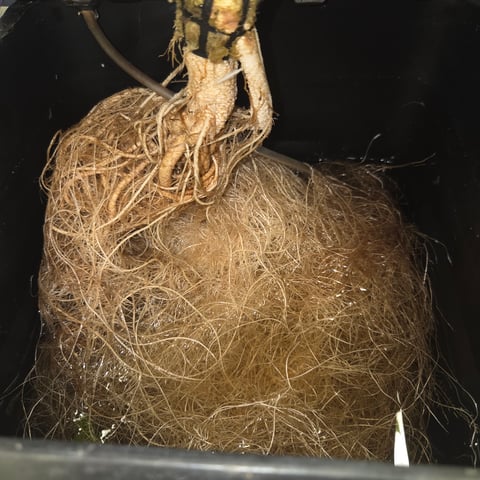 Fast Flowering Photo — flower, day 115