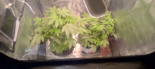 frst grow tent grow — vegetative, day 43