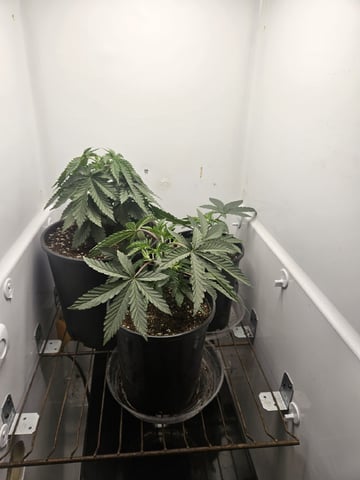 "NO CHEMA CUH" — vegetative, day 32