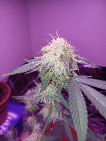 White Widow & Skittlez — flower, day 65
