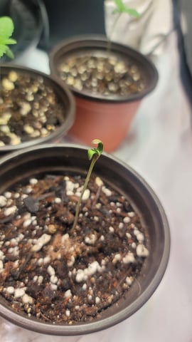 Poison Rainbows — seedling_rooting, day 8