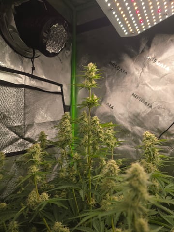 My First Grow — none, day 1