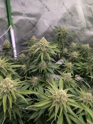 Golden Goat — flower, day 27