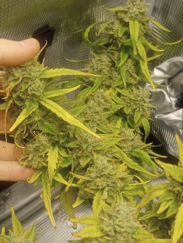 ethos — flower, day 49