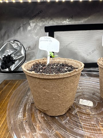 White Russian — vegetative, day 2