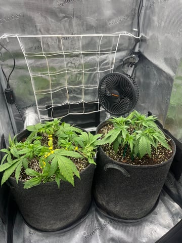 Gorilla Zkittlez & RS #11 — vegetative, day 36