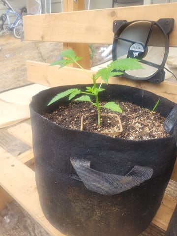 Clones And Hermie Seeds — vegetative, day 36