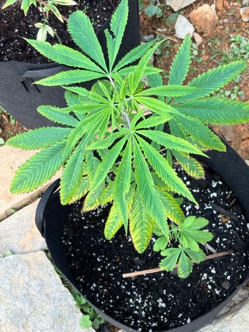 mixing it up — vegetative, day 38